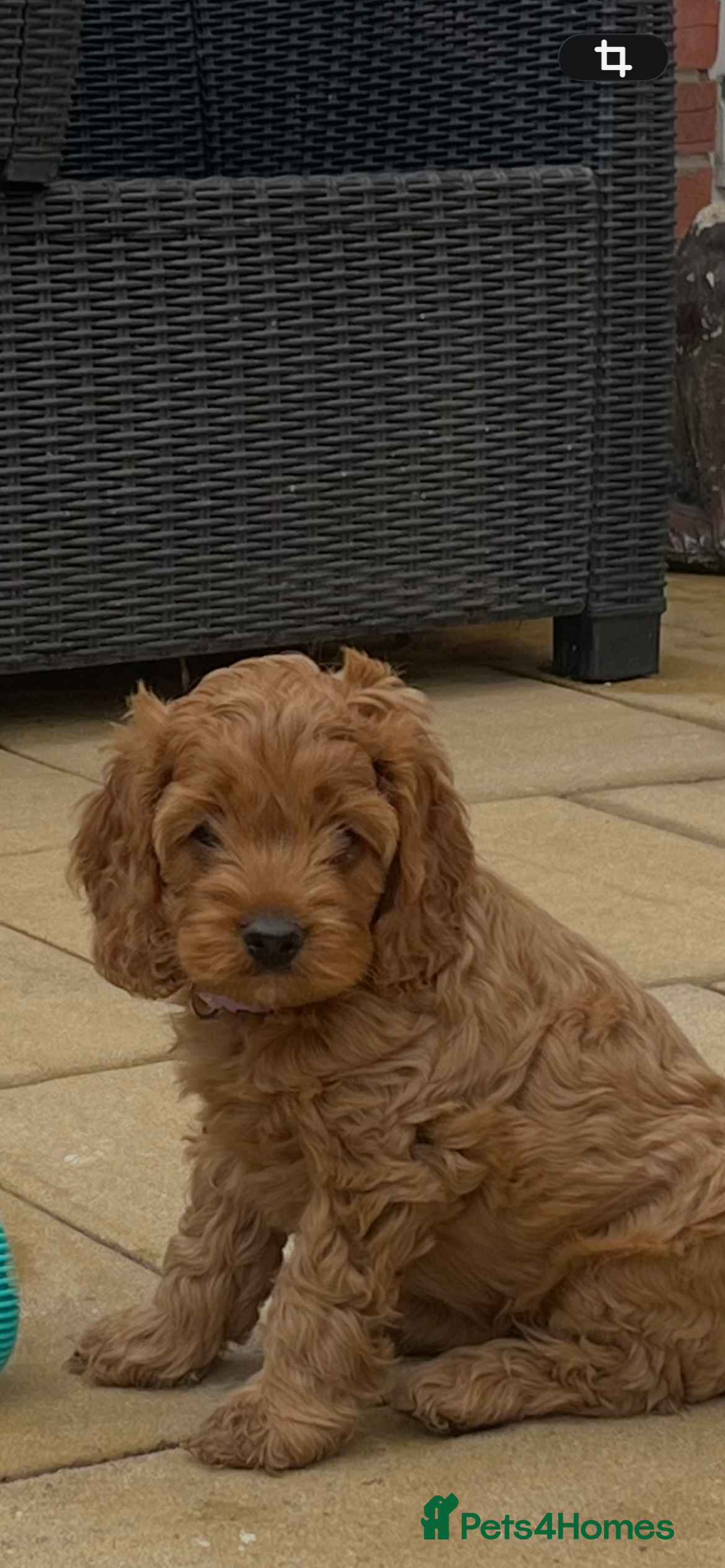 Cockapoo dogs STUNNING AMERICAN COCKAPOO ( Yankee Doodles)  - Advert 2