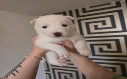 Siberian Husky dogs for sale: Siberian Husky Puppies - Image 7