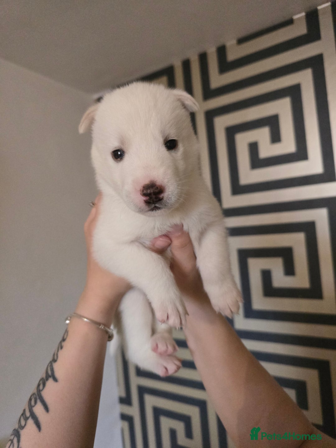Siberian Husky dogs for sale: Siberian Husky Puppies - Image 7
