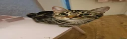 Mixed Breed cats for sale: 1 week old beautiful mixed breed kittens  - Advert 1