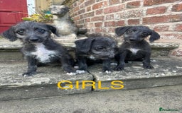 Bedlington Terrier dogs for sale: Fantastic F1 Bedlington x Whippet Puppies  - Image 7