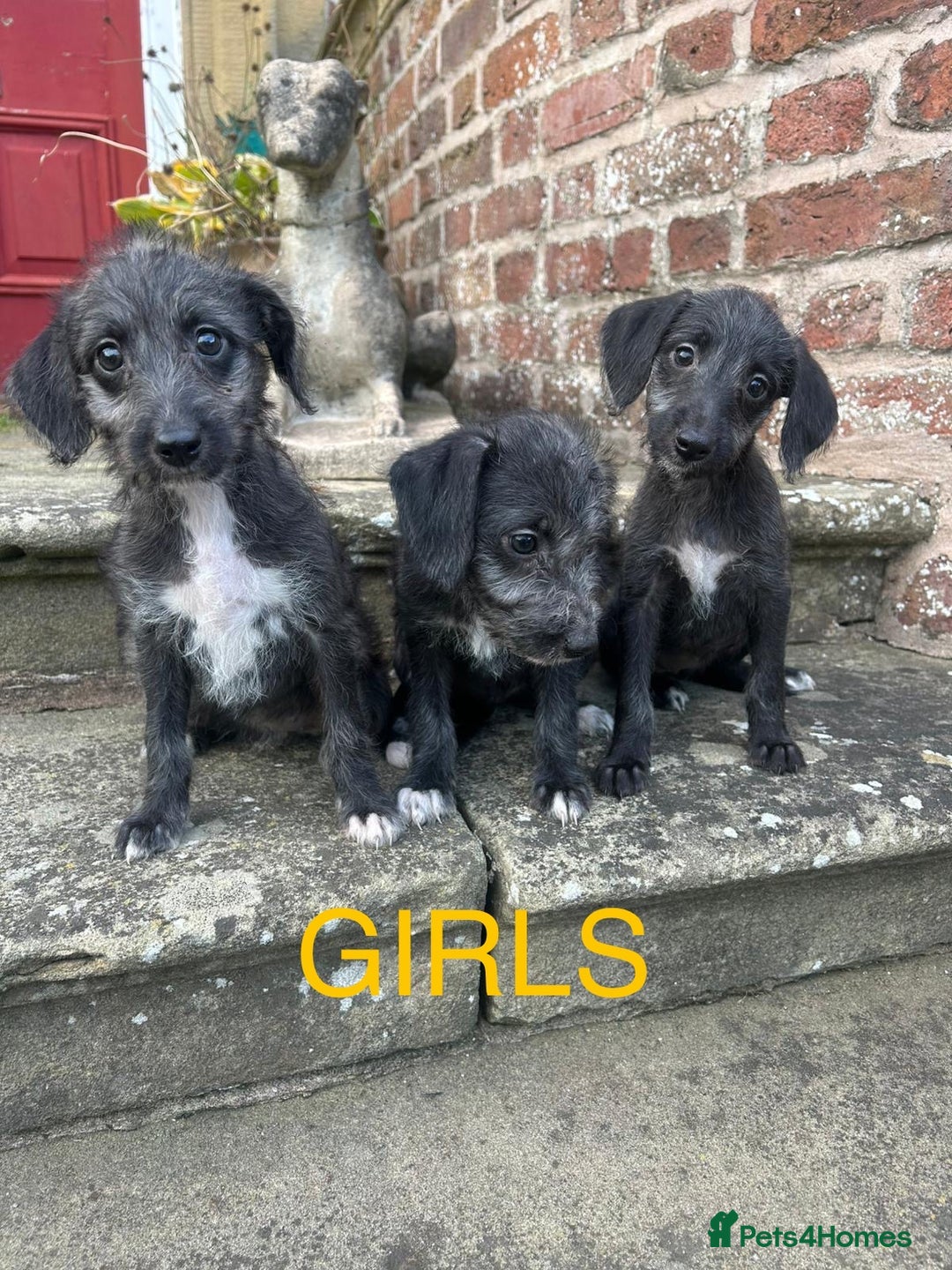Bedlington Terrier dogs for sale: Fantastic F1 Bedlington x Whippet Puppies  - Image 7