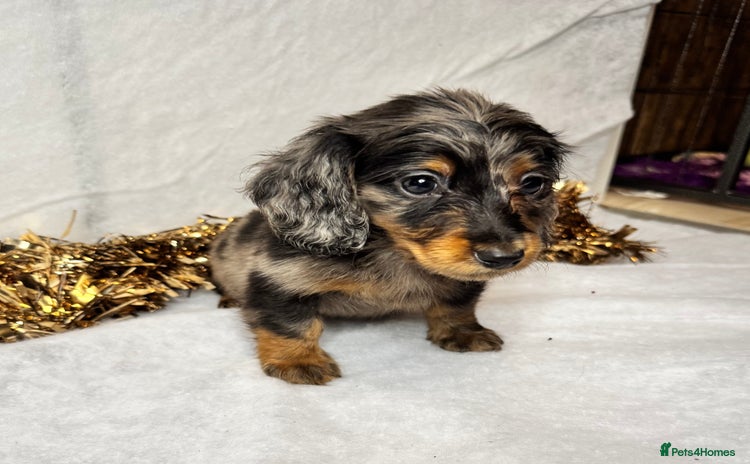 Miniature Dachshund dogs - Advert 1