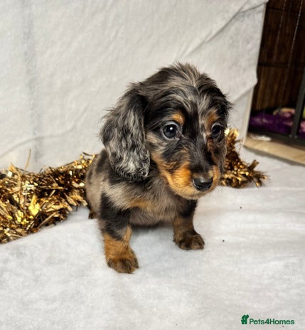 Miniature Dachshund dogs - Advert 1