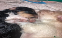 Shihpoo dogs for sale: Read the advert 5 star rated Toy shihpoo puppies - Image 5