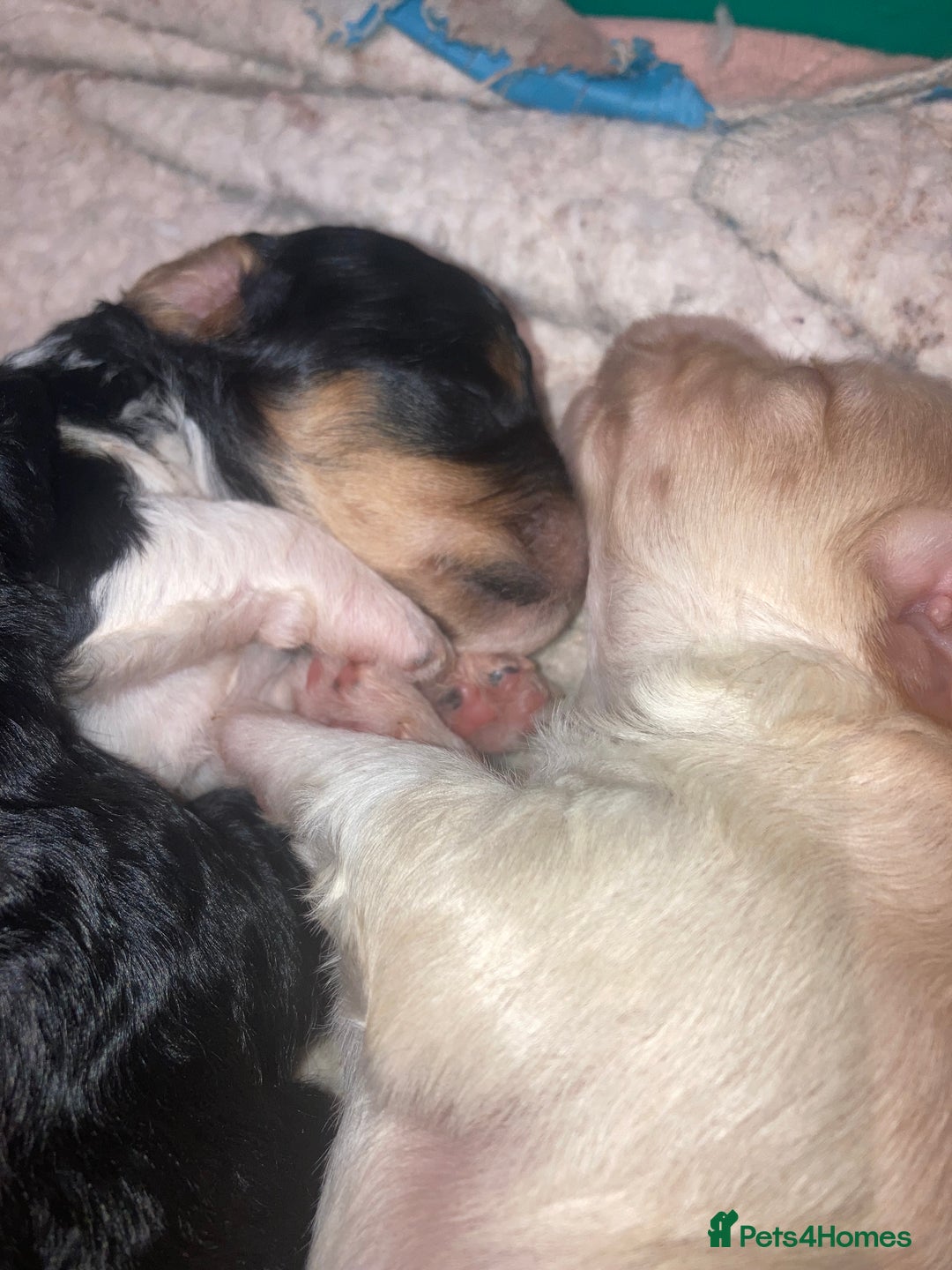 Shihpoo dogs for sale: Read the advert 5 star rated Toy shihpoo puppies - Image 5