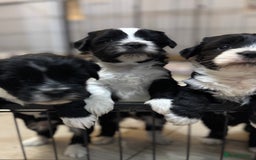 Tibetan Terrier dogs for sale: KC Reg, Fully Health Tested Tibetan Pups - Image 19