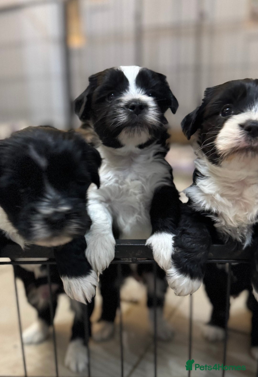 Tibetan Terrier dogs for sale: KC Reg, Fully Health Tested Tibetan Pups - Image 19
