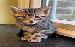 Mixed Breed cats for sale: Friendly kittens looking for loving homes 🐾 - Image 1