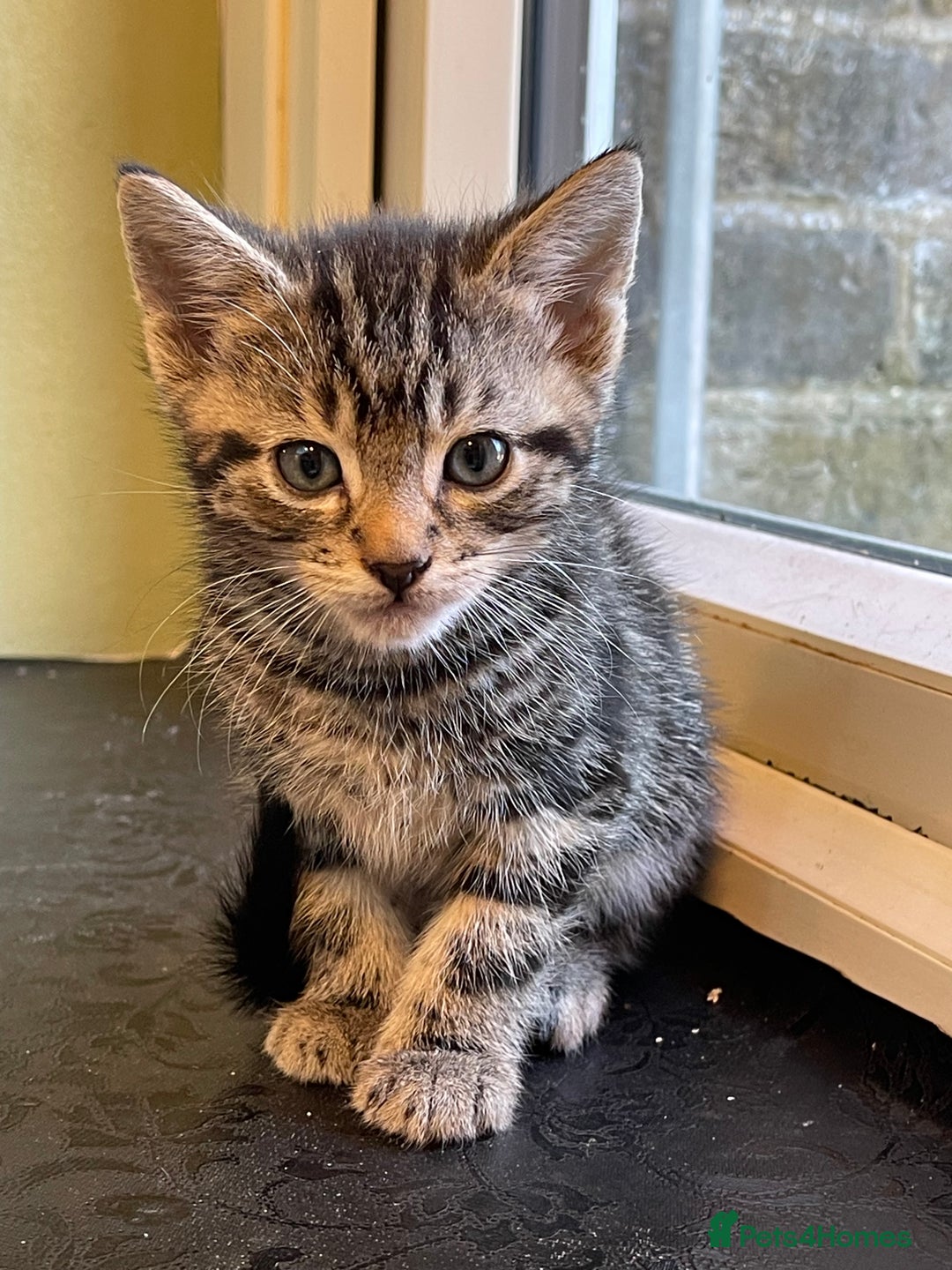 Mixed Breed cats for sale: Friendly kittens looking for loving homes 🐾 - Image 1