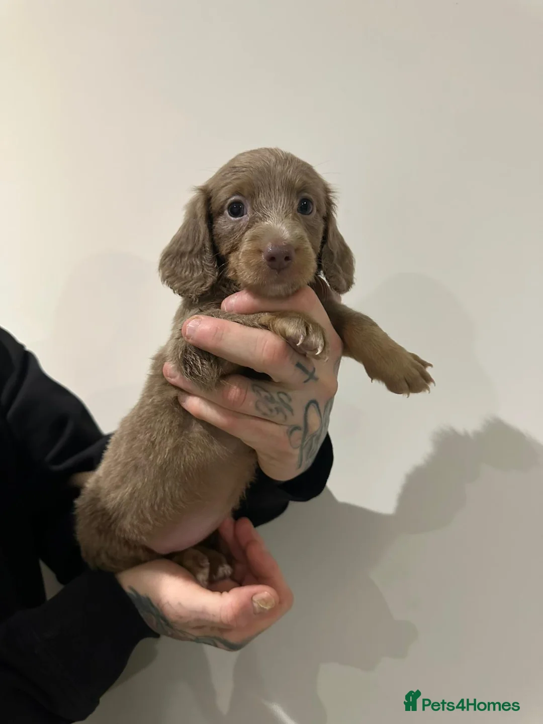 Miniature Dachshund dogs for sale: Mini dachshunds - Advert 22