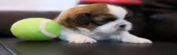 Shih Tzu dogs for sale: 3 Beautiful shih tzu puppies  in Newport - Advert 6