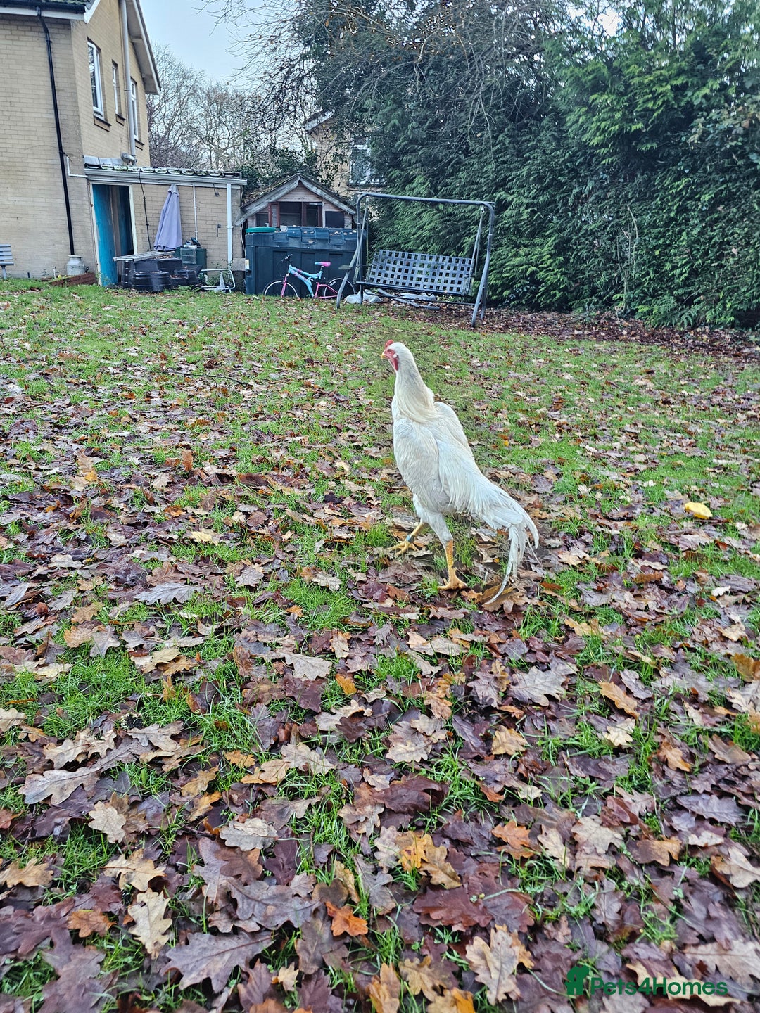Chickens poultry for sale: O shamo german 7 months old  - Advert 5