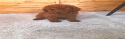 Miniature Poodle dogs for sale: Stunning miniature poodle puppies for sale  in Sidcup - Advert 6