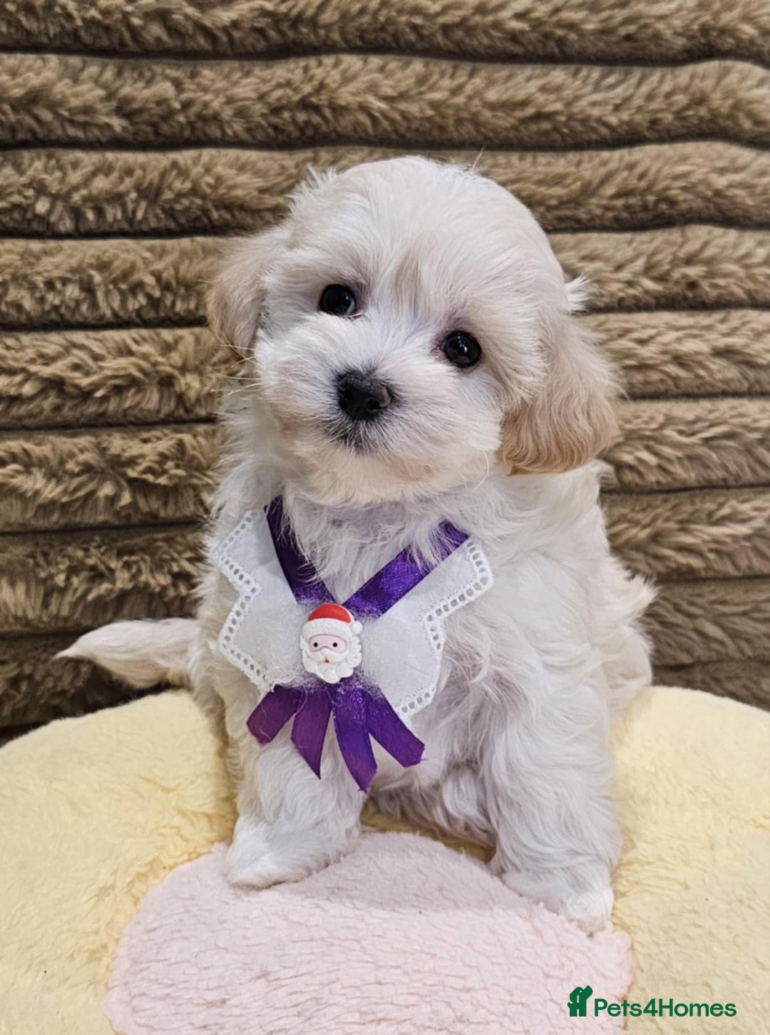 Maltipoo dogs for sale: F1 Beautiful Maltipoo Girls - Advert 5