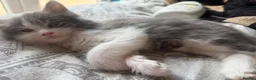 Norwegian Forest Cat cats for sale: Beautiful 12 week old kitten - Advert 4