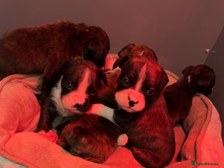 Boxer dogs Kc registered boxer puppies - Advert 1