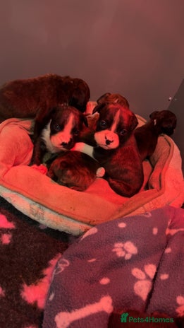 Boxer dogs Kc registered boxer puppies - Advert 1