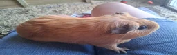 Guinea Pig rodents for sale: 2 bonded guinea pig girls in Sleaford - Advert 10