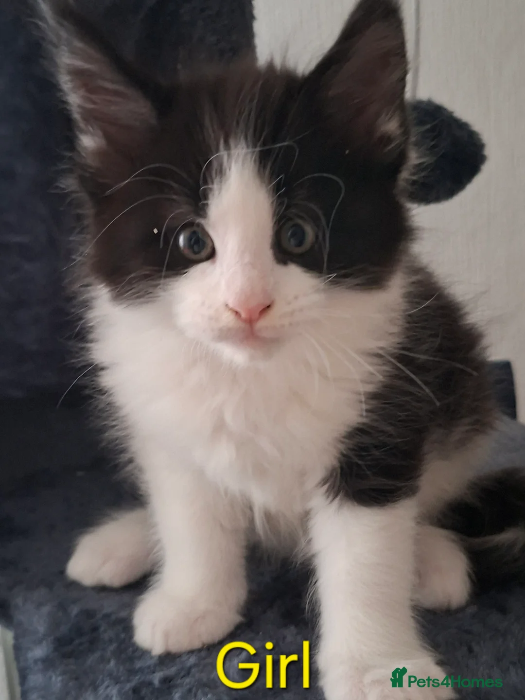 Maine Coon cats for sale: 4 beautiful mainecoon kittens in Aberdeen - Advert 2