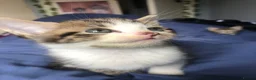 Mixed Breed cats for sale: Two Beautiful kittens ! in London - Advert 3