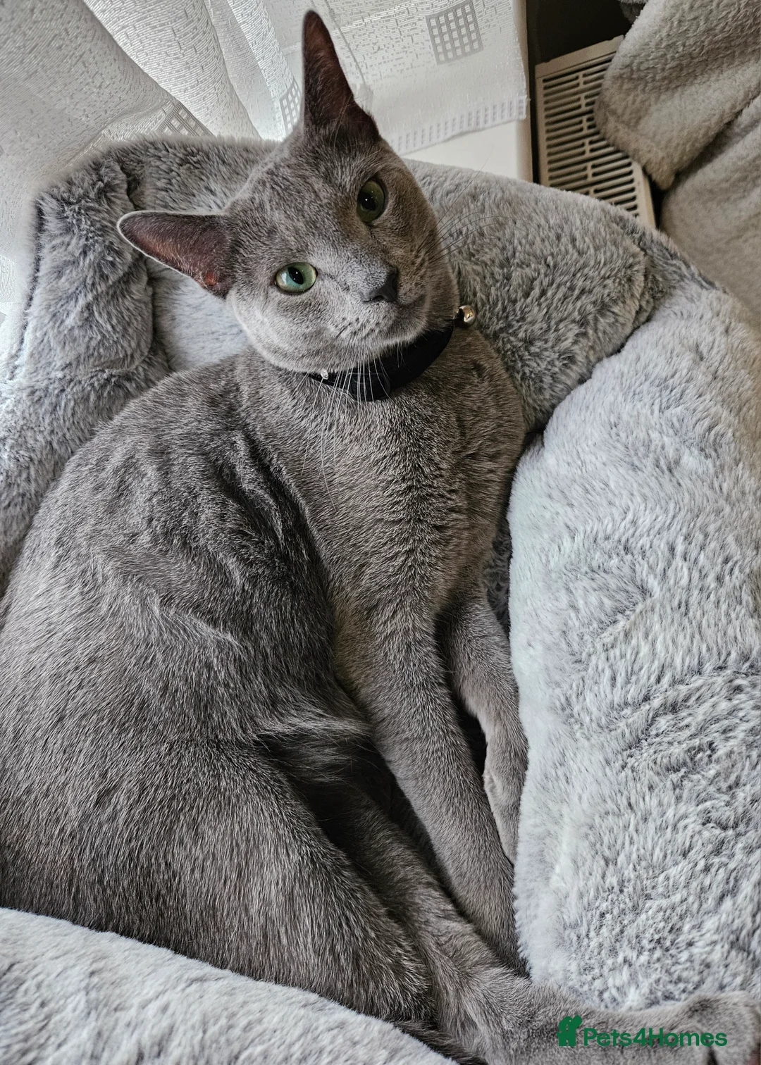 Russian Blue cats for sale: Russian Blue Male, 10months, Neutered, Indoor only in Harrow - Advert 2