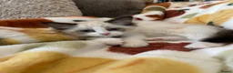Ragdoll cats for sale: Mink Sepia Ragdolls Cherubim Bicolour Tabby Lynx - Advert 10
