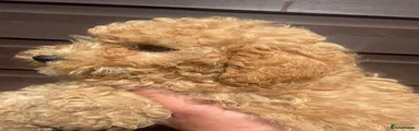 Mini Goldendoodle 5