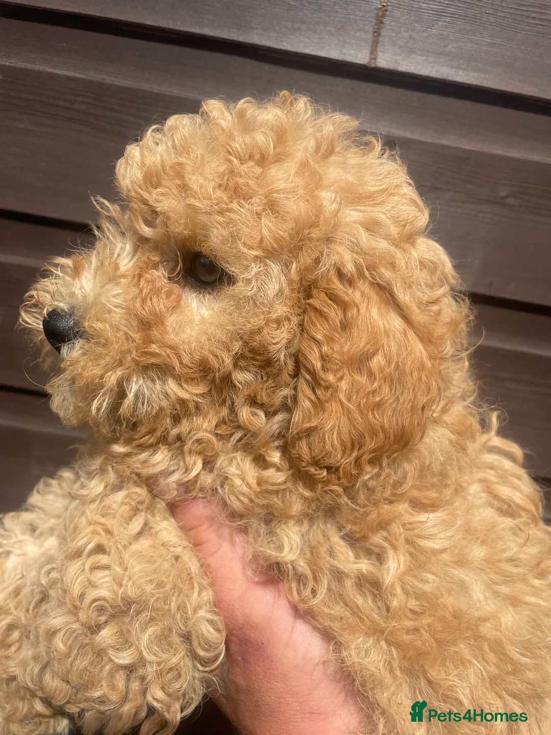 Mini Goldendoodle dogs for sale: Mini goldendoodle f1b - Advert 2