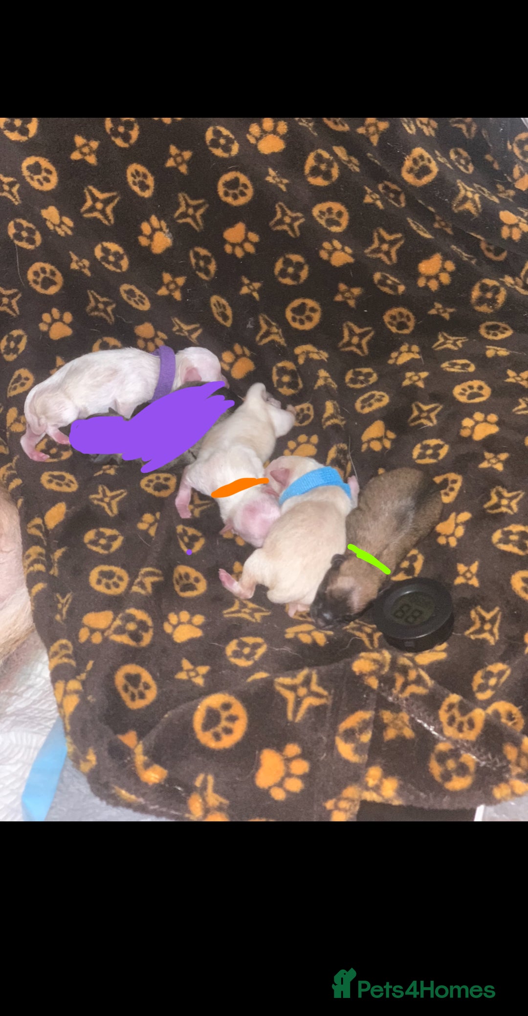 Pomchi dogs for sale: 🐾POMCHI PUPPIES🐾 - Image 1