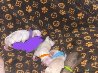 Pomchi dogs - Advert 1