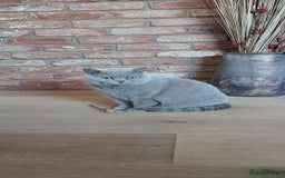 British Shorthair cats for sale: 💙💜GCCF REGISTERED KITTENS💜💙 - Image 15