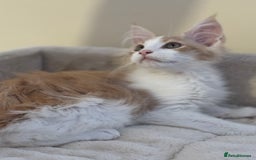 Maine Coon cats for sale: A wonderful Maine Coon Shaded Line male - Image 2
