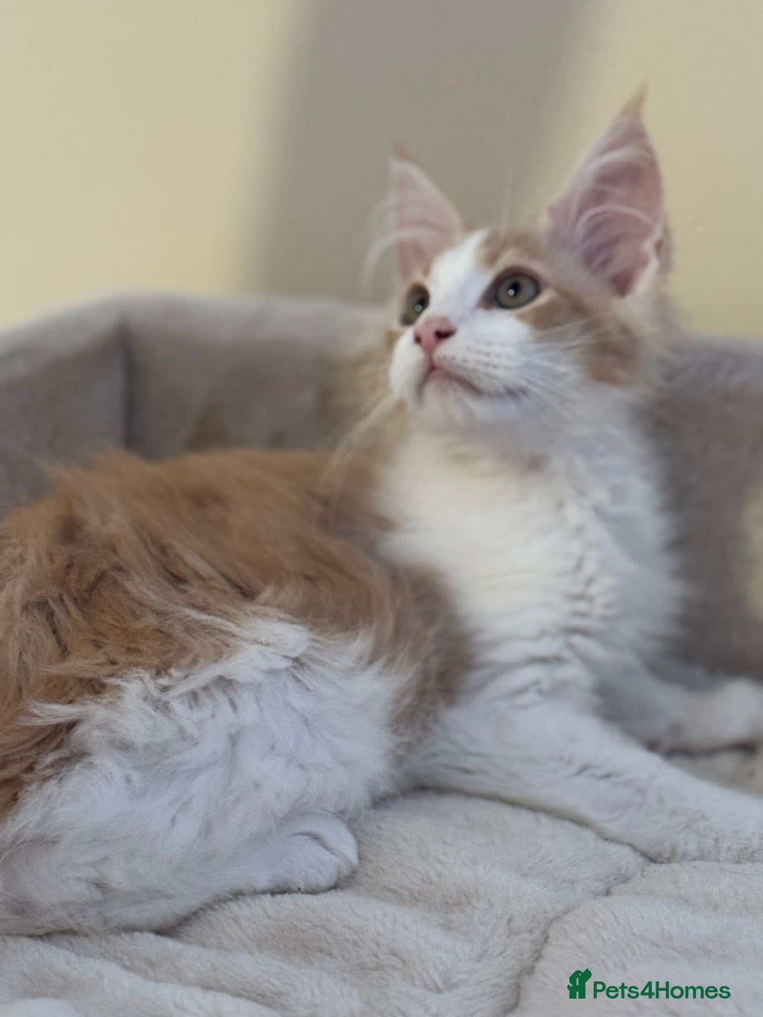 Maine Coon cats for sale: A wonderful Maine Coon Shaded Line male - Image 2