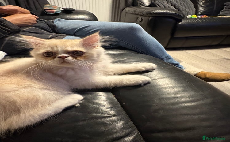 Persian cats - Advert 4