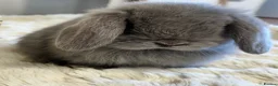 Mini Lop rabbits for sale: Stunning Lilac split/Lilac self mini lops  - Advert 6
