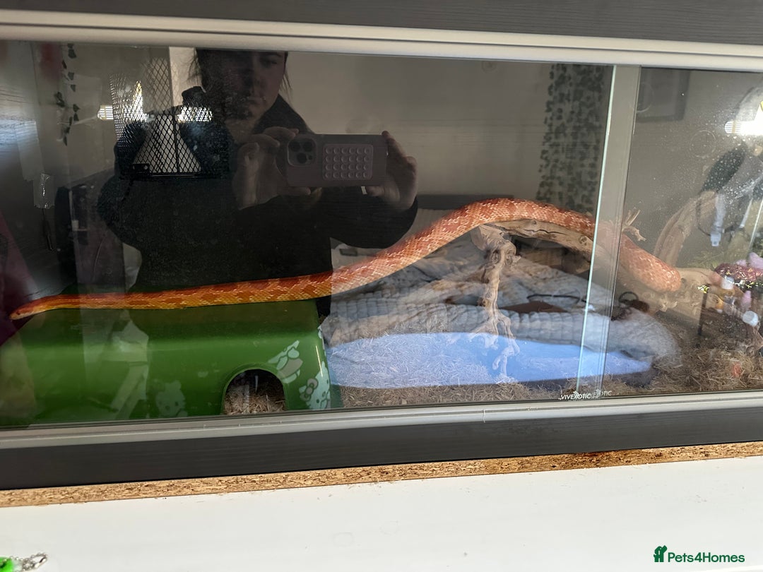 Corn Snake reptiles for sale: 3 year old male corn snake - Image 3