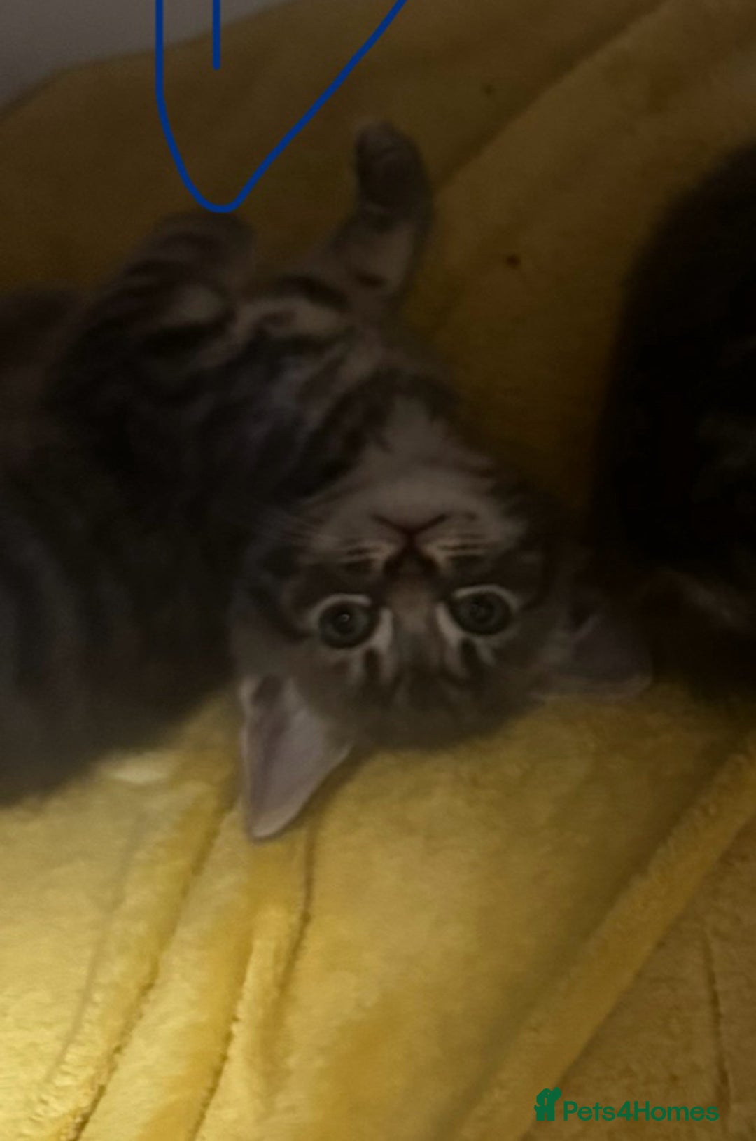 Mixed Breed cats for sale: 6 Of the cutest kittens ever !  - Image 32
