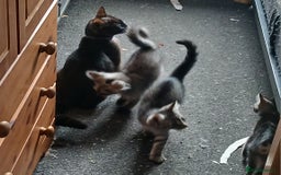 Mixed Breed cats for sale: NEED HOMES! 1 Maine-coon x Persian kittens - Image 1