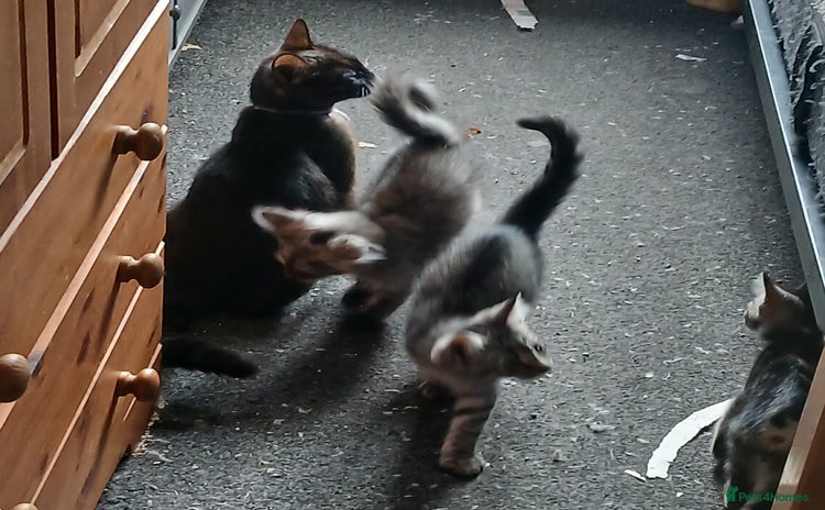 Mixed Breed cats - Advert 1