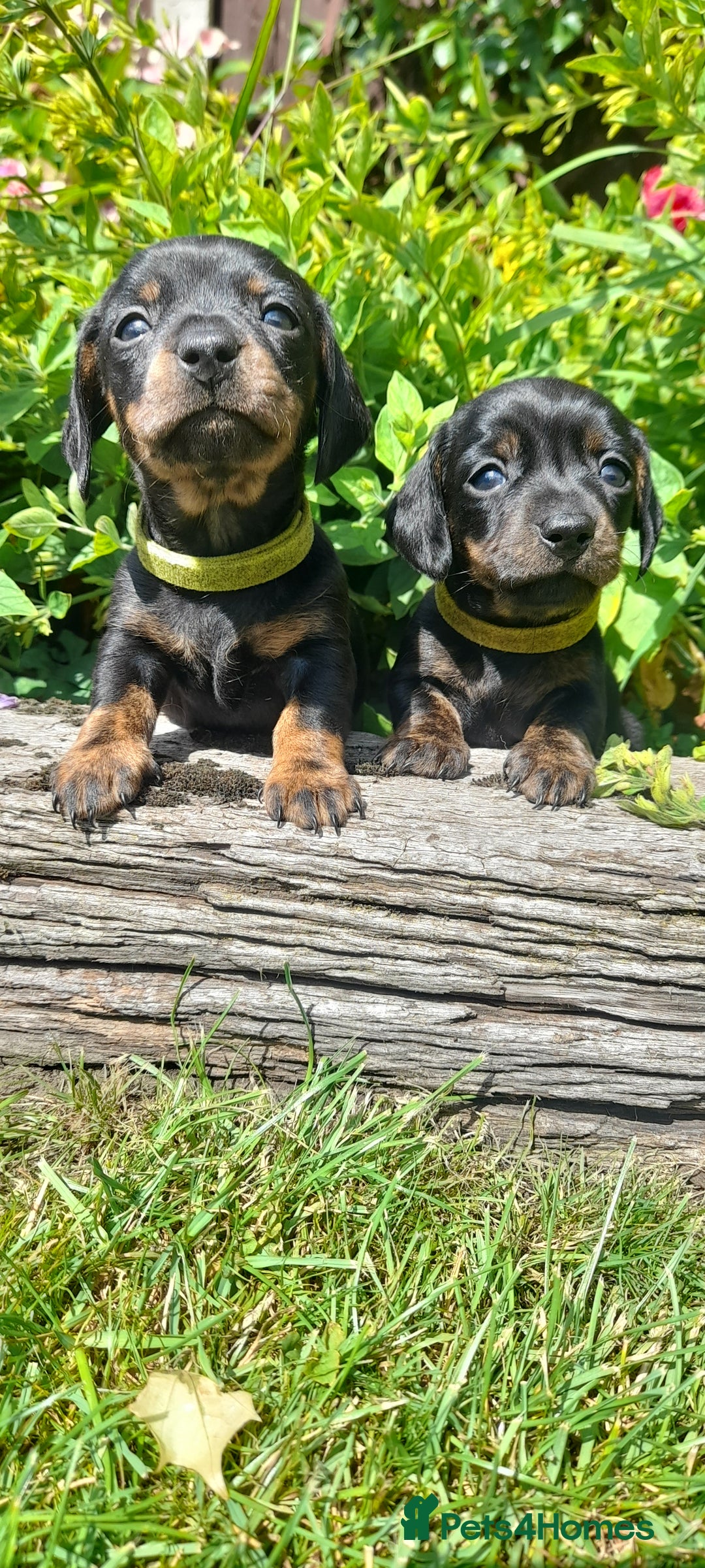 Miniature Dachshund dogs for sale: Smooth haired minature dacshund  - Image 17