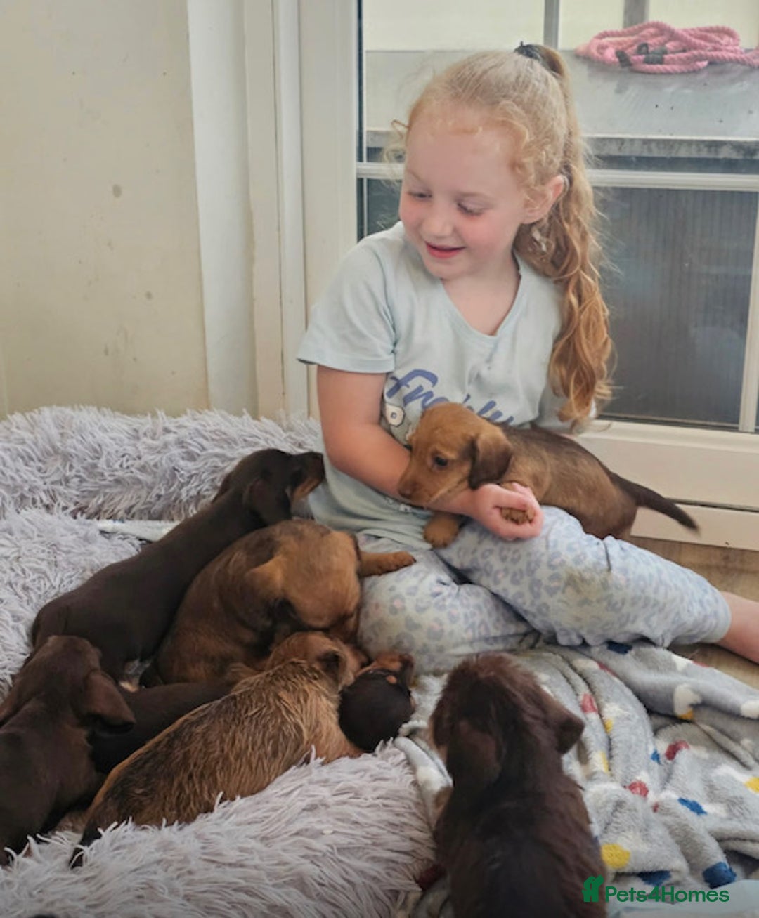 Miniature Dachshund dogs for sale: Mini wire haired dachsunds - Image 4