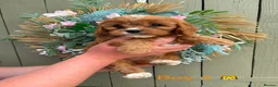 Cavapoo dogs for sale: Stunning litter of Cavapoos  - Advert 8