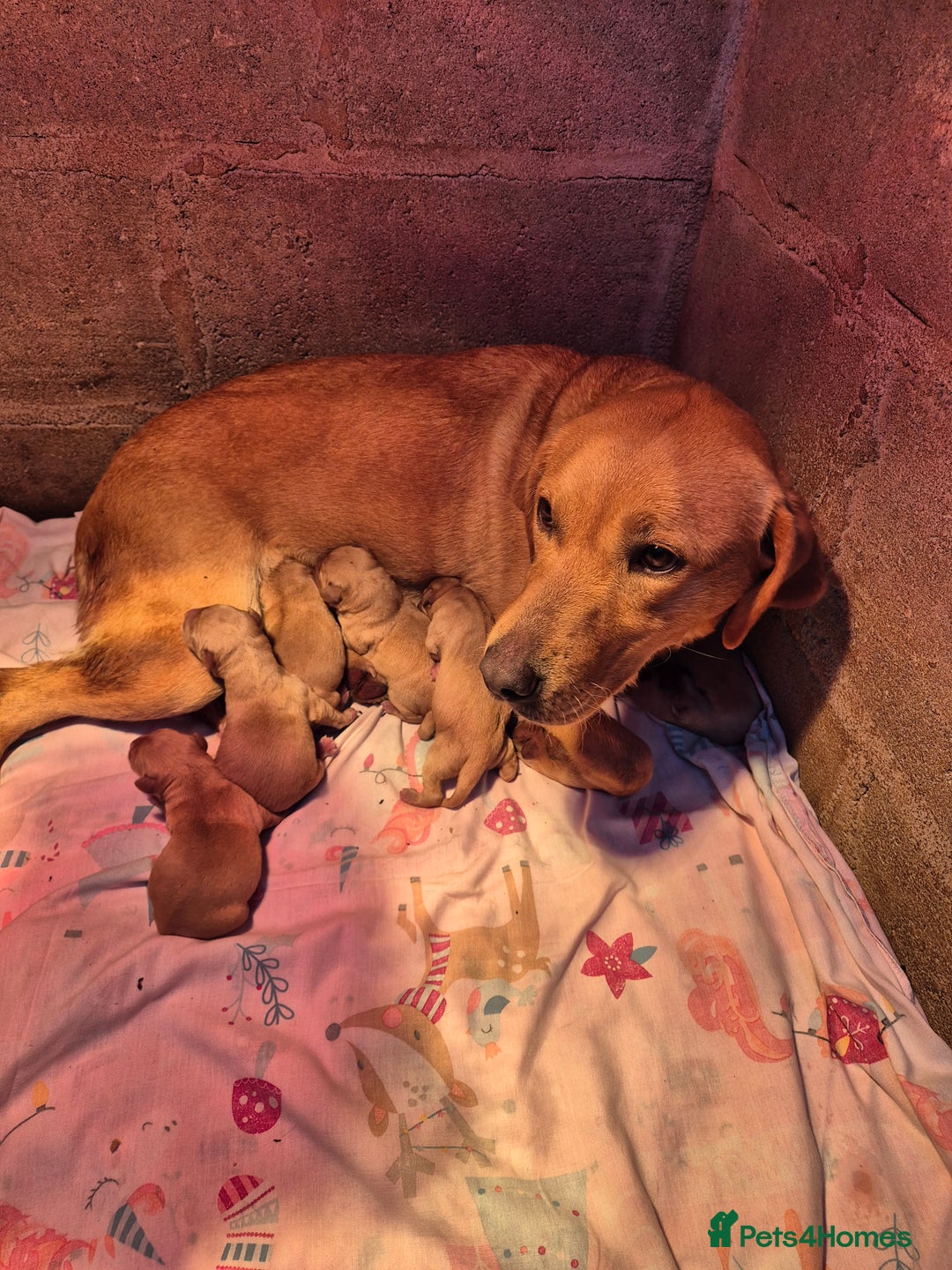 Labrador Retriever dogs for sale: KC Reg Labrador Pups  - Advert 4