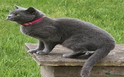 British Shorthair cats for sale: British Shorthair Cats for sale - Image 6