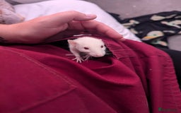 Rat rodents for sale: 2 beautiful well handled female dumbo rats - Image 7