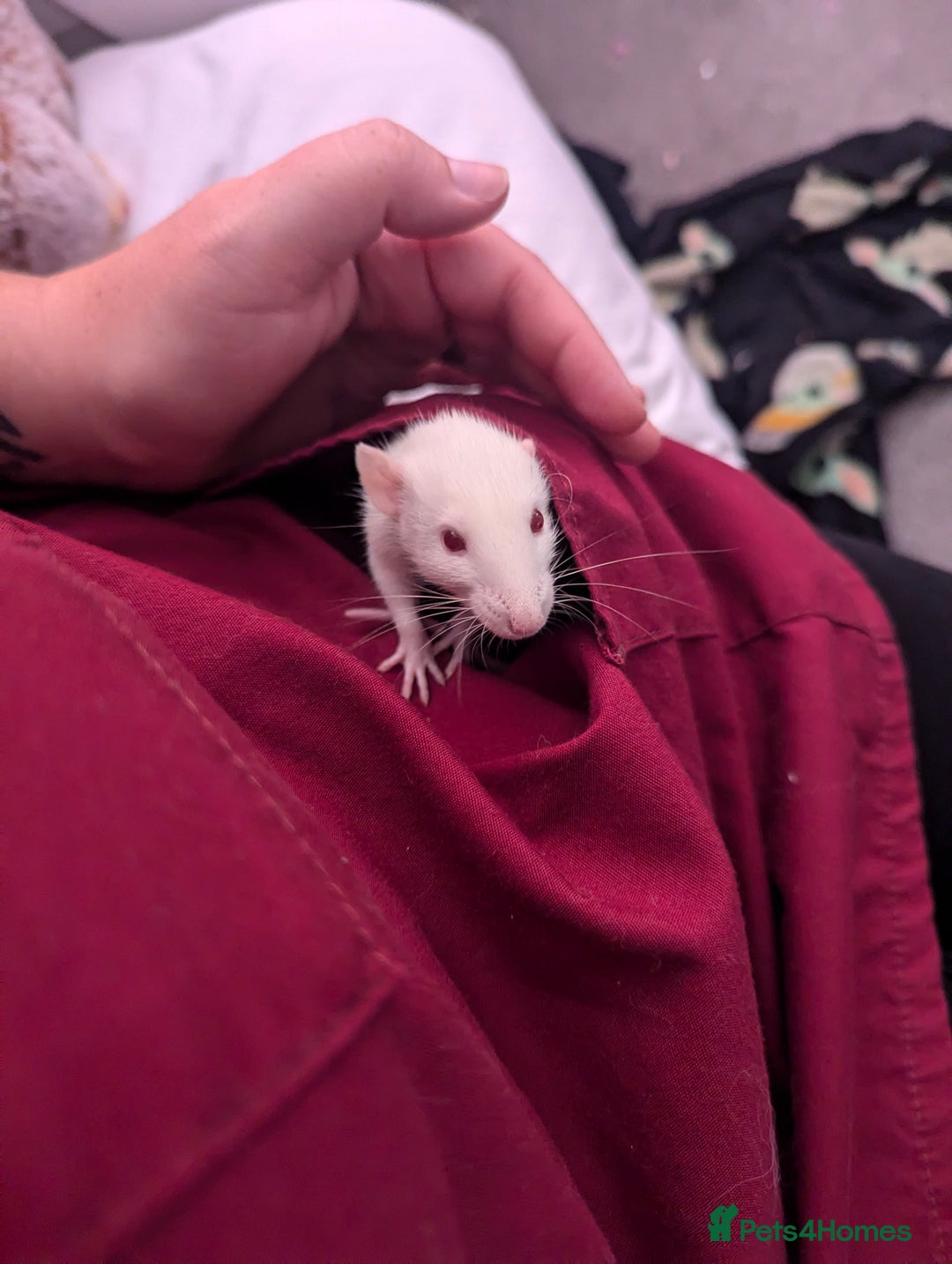 Rat rodents for sale: 2 beautiful well handled female dumbo rats - Image 7