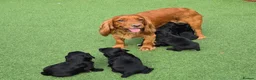 Cocker Spaniel dogs for sale: Two beautiful male pups available  - Advert 3