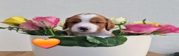 Welsh Springer Spaniel dogs for sale: Quality Welsh Springers | Exceptional homes only. - Advert 10