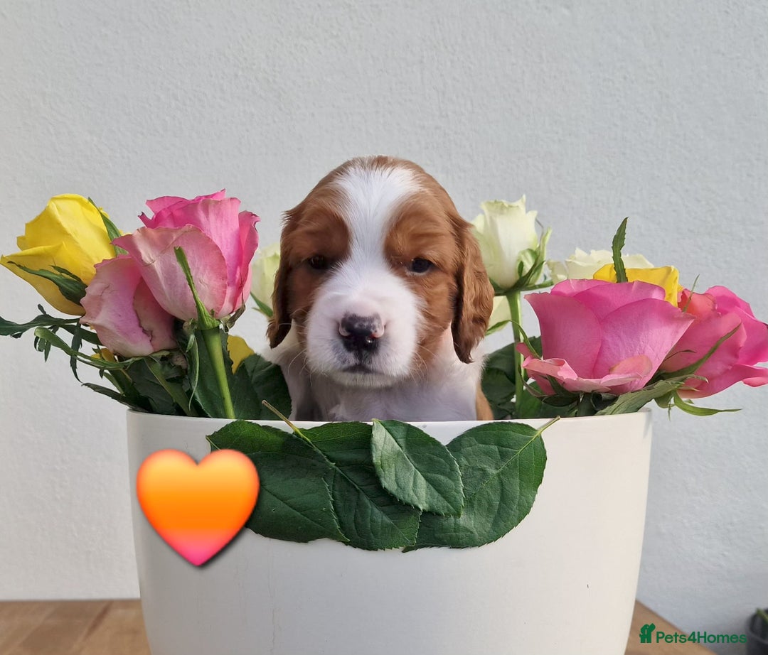 Welsh Springer Spaniel dogs for sale: Quality Welsh Springers | Exceptional homes only. - Advert 10